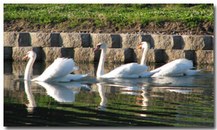 Swans Enjoying the Lake at Tri-Township Park in Troy, Illinois, IL